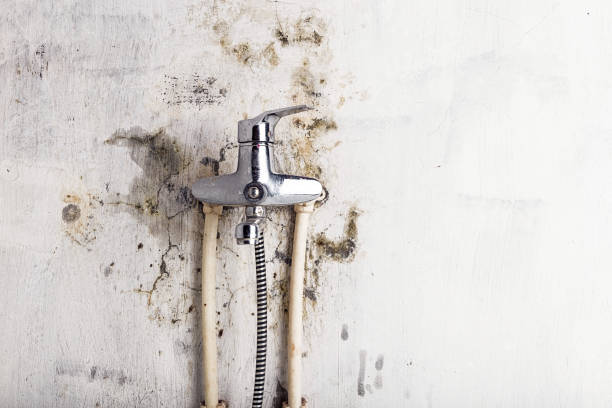 Best Residential Mold Removal  in Shavertown, PA