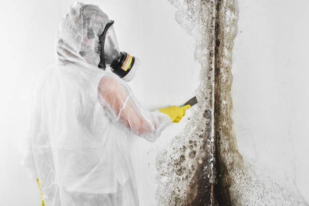 Best Certified Mold Removal  in Shavertown, PA