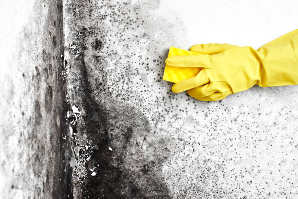 Best Office Mold Removal Services  in Shavertown, PA