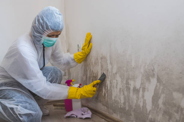 Mold Removal and Inspection in Shavertown, PA