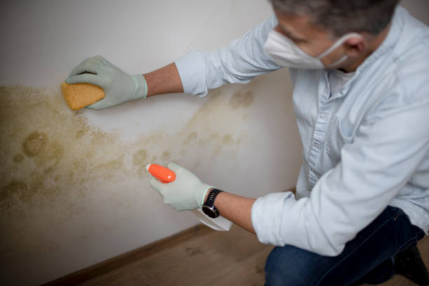 Best Professional Mold Removal  in Shavertown, PA