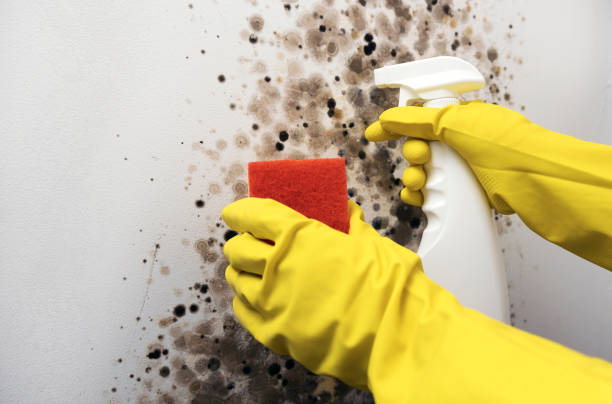 Best Mold Removal Company Near Me  in Shavertown, PA