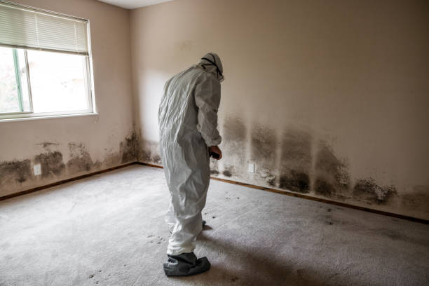 Best Local Mold Removal Service  in Shavertown, PA