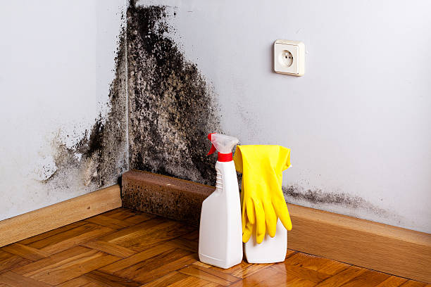Best Mold Removal Process  in Shavertown, PA