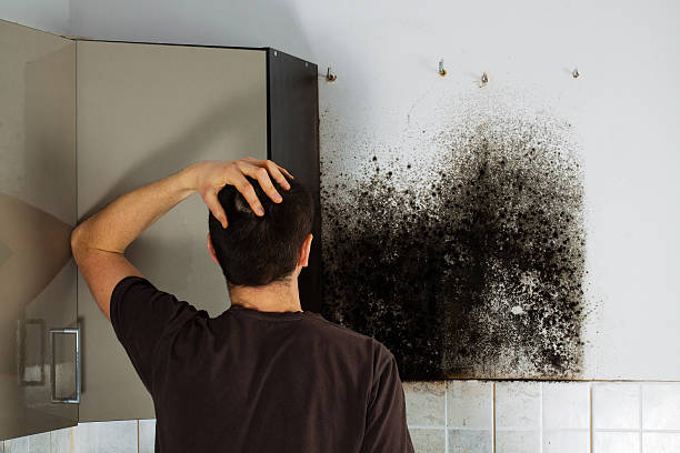 Best Black Mold Removal  in Shavertown, PA