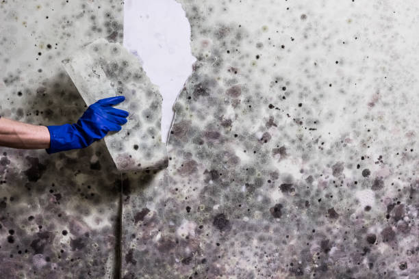 Reliable Shavertown, PA Mold Removal Solutions
