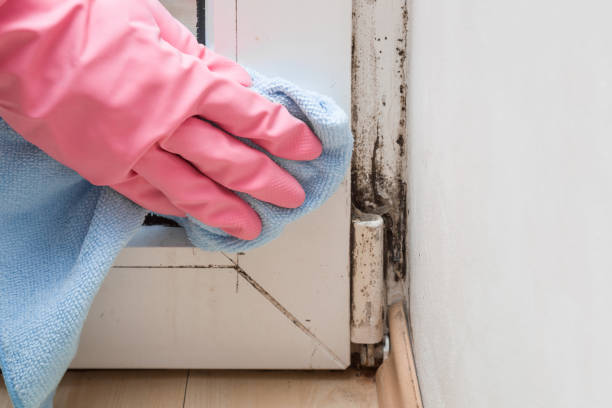 Mold Removal Process in Shavertown, PA