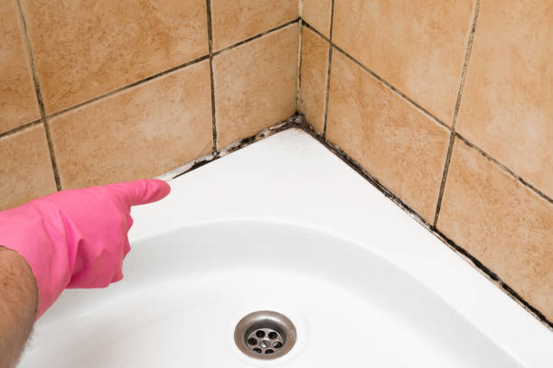 Best Mold Testing  in Shavertown, PA